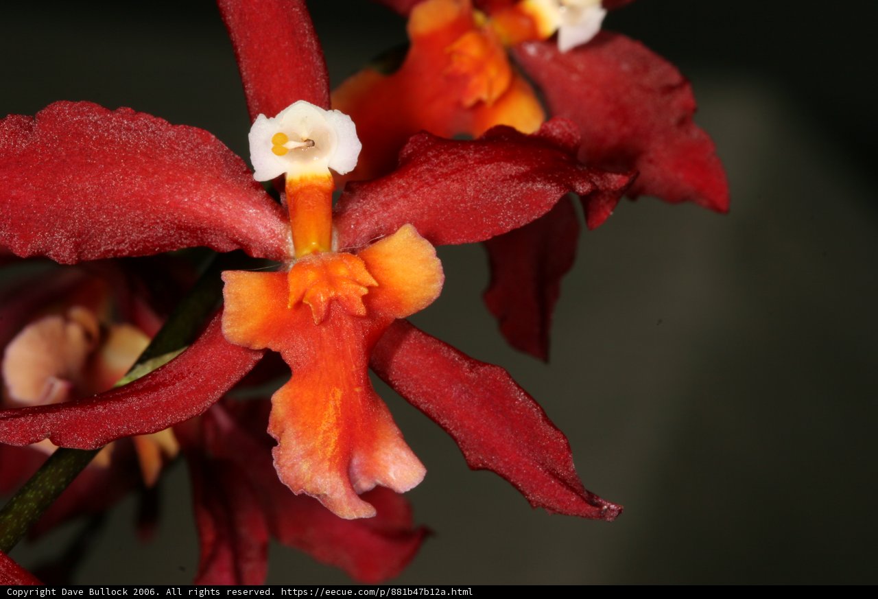 Fiery Beauty