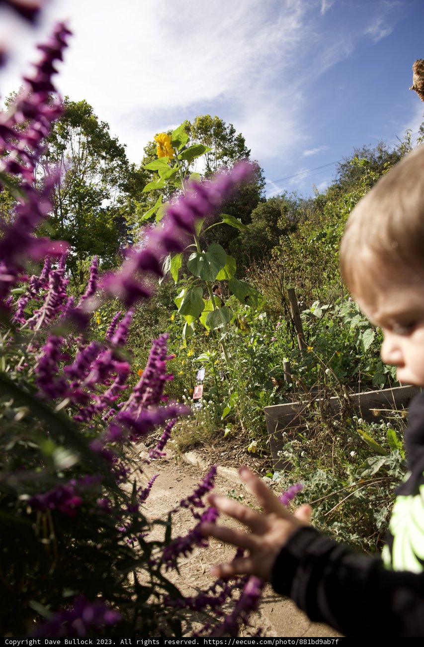 A Child's Curiosity in San Francisco's Mystic Garden