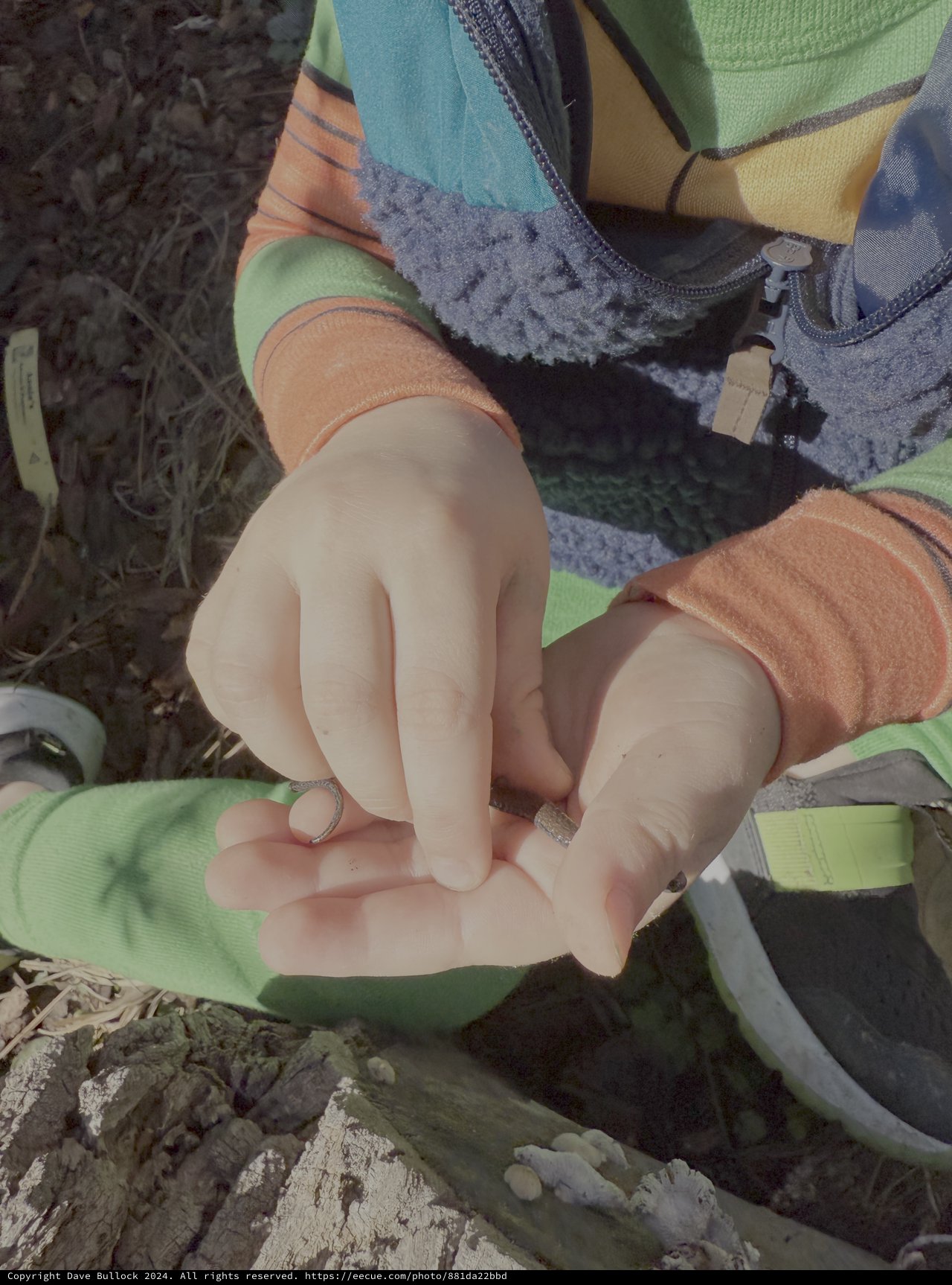 Child's Hands Holding Small Natural Treasures Outdoors