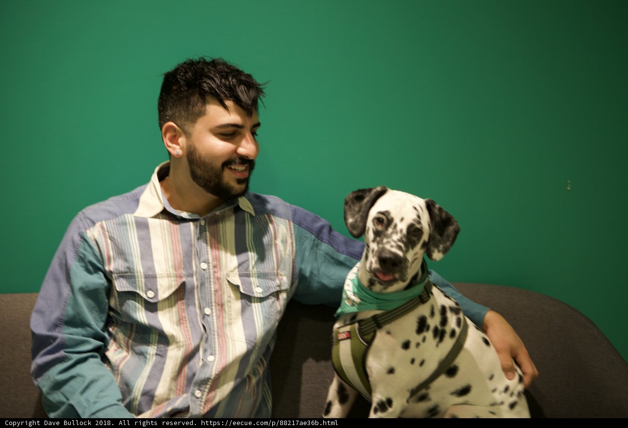 Man and Dalmatian Lounge on the Couch