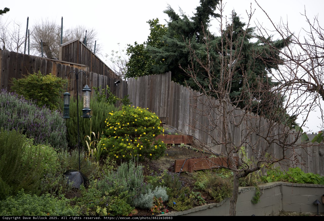 Terraced Garden with Weathered Fence and Bare Tree