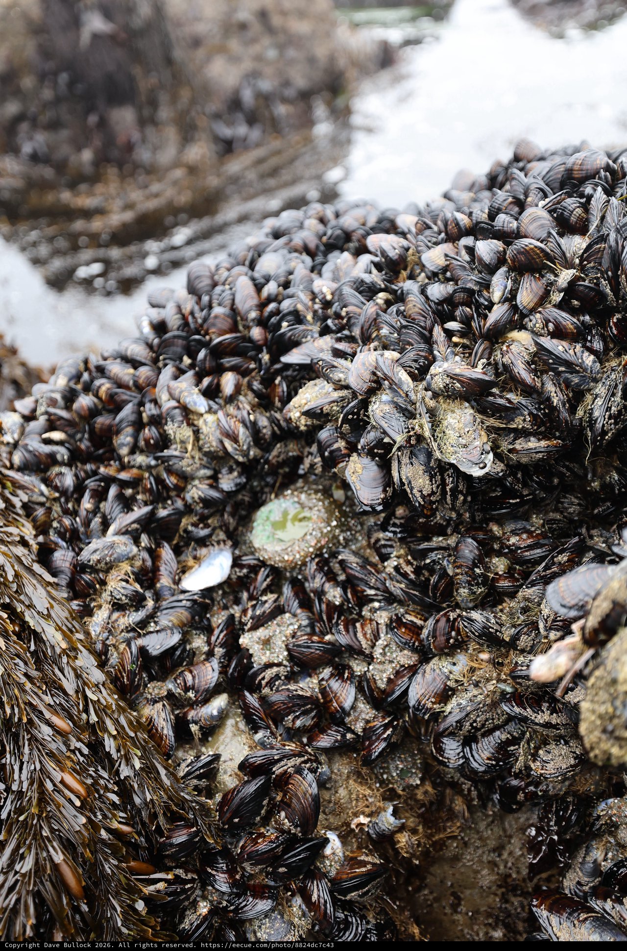 Dense Mussel Colony Covering Rocky Intertidal Zone