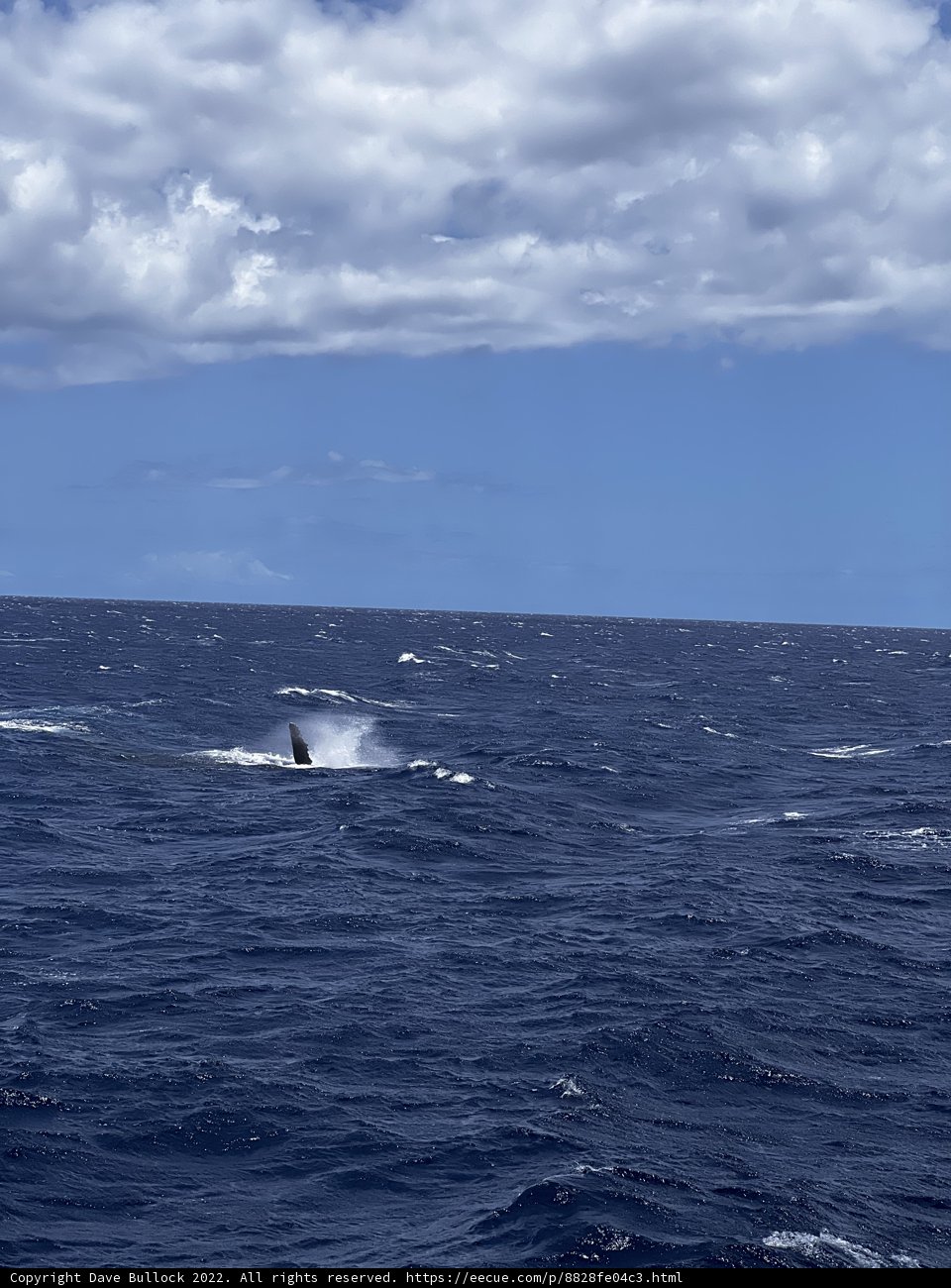 Majestic Whale Swimming in the Pacific Ocean