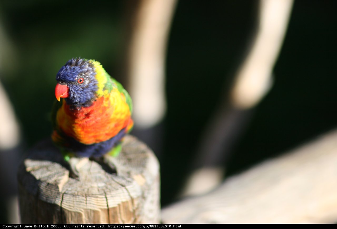 Colorful Parrot Perched on Wooden Post