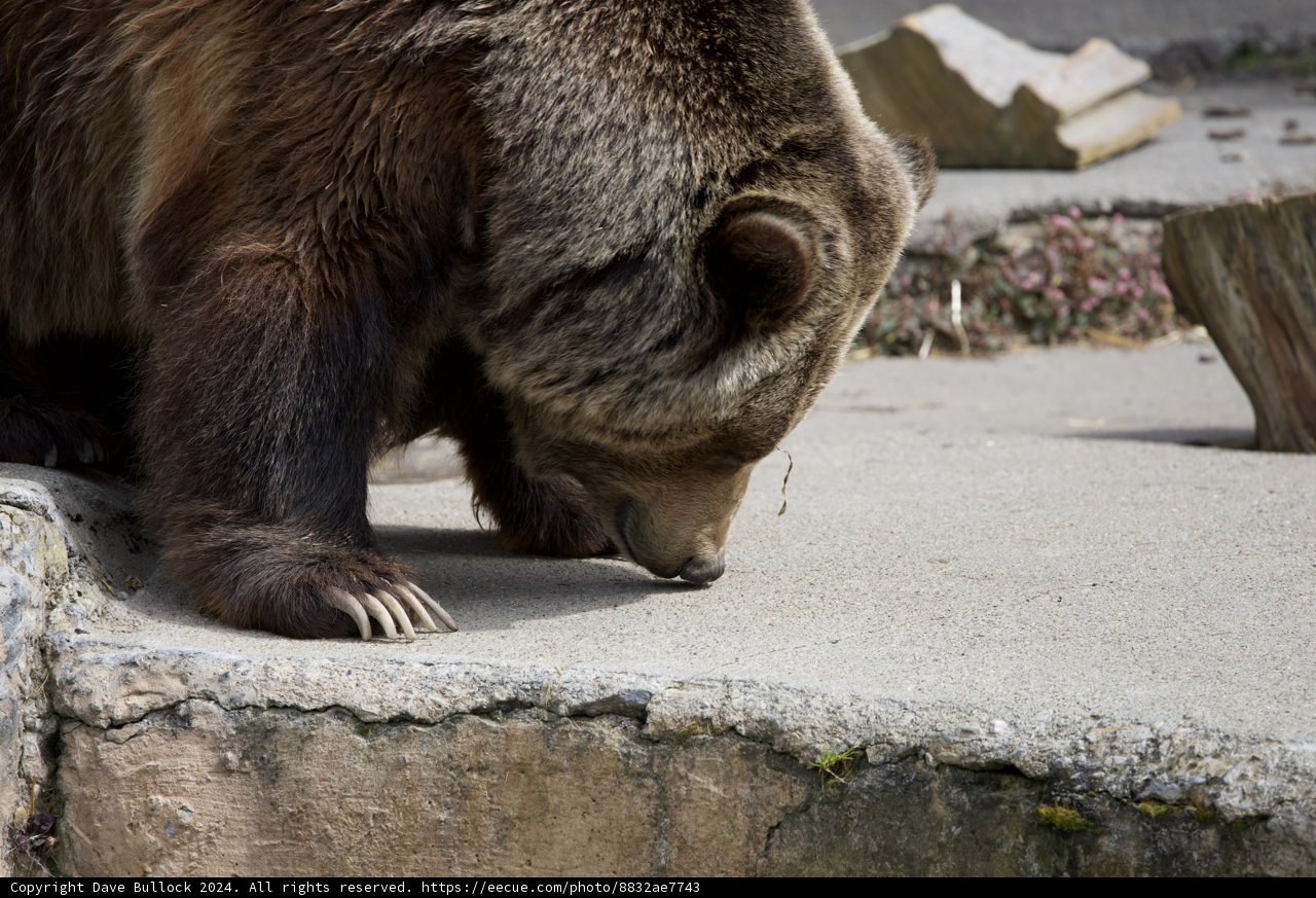 Majestic Brown Bear at SF Zoo