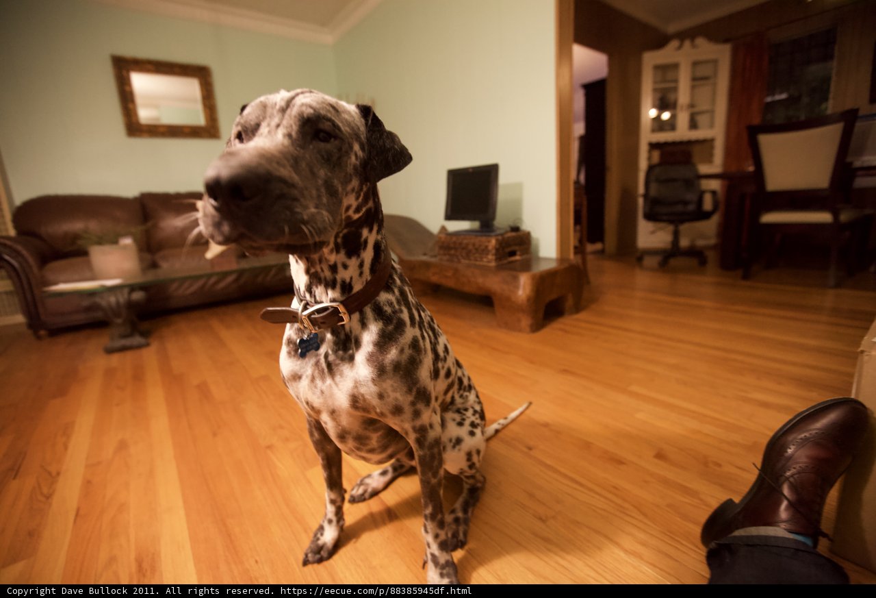 Cozy Companion on Hardwood Floor