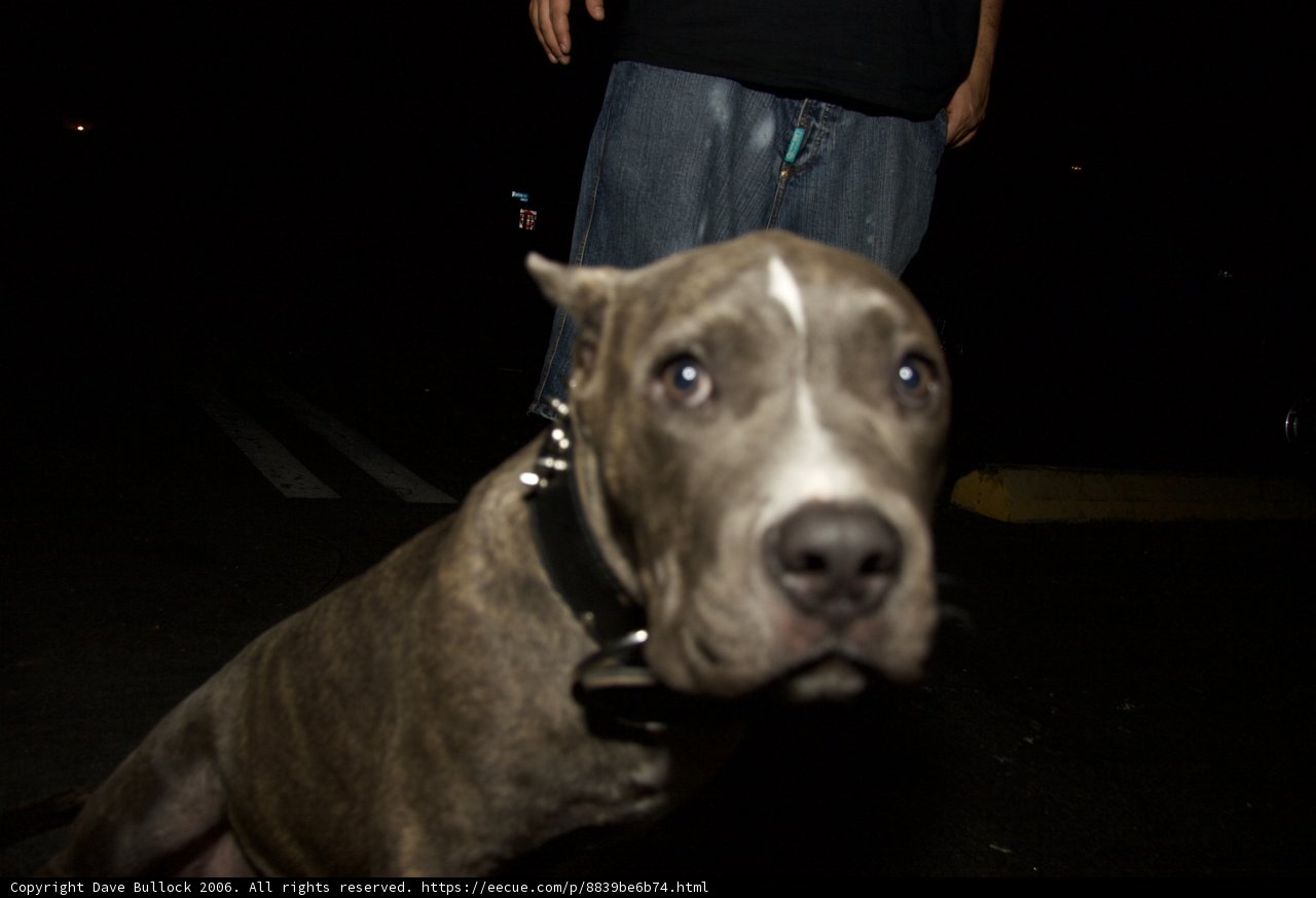Dog Collar Bound