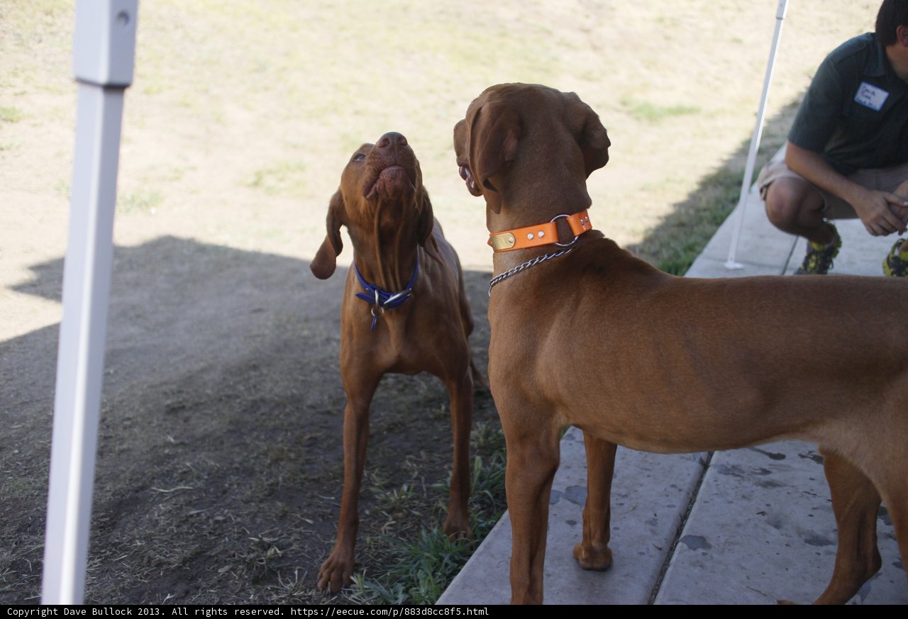Two Canine Companions Take Shelter Under a Tent