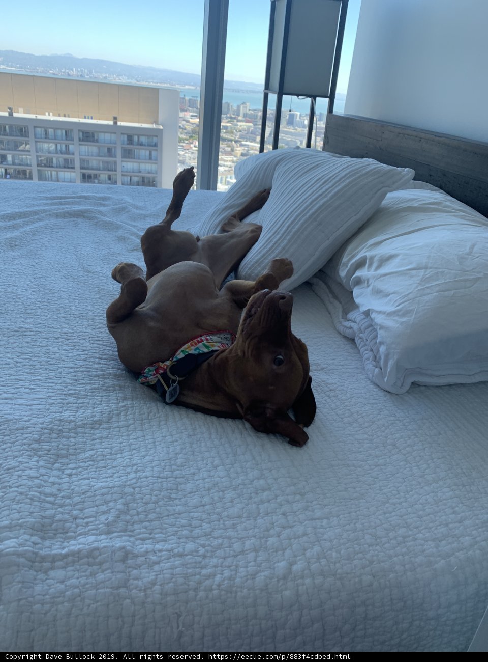 Furry Friend Finds Comfort in Cozy Bedroom Retreat