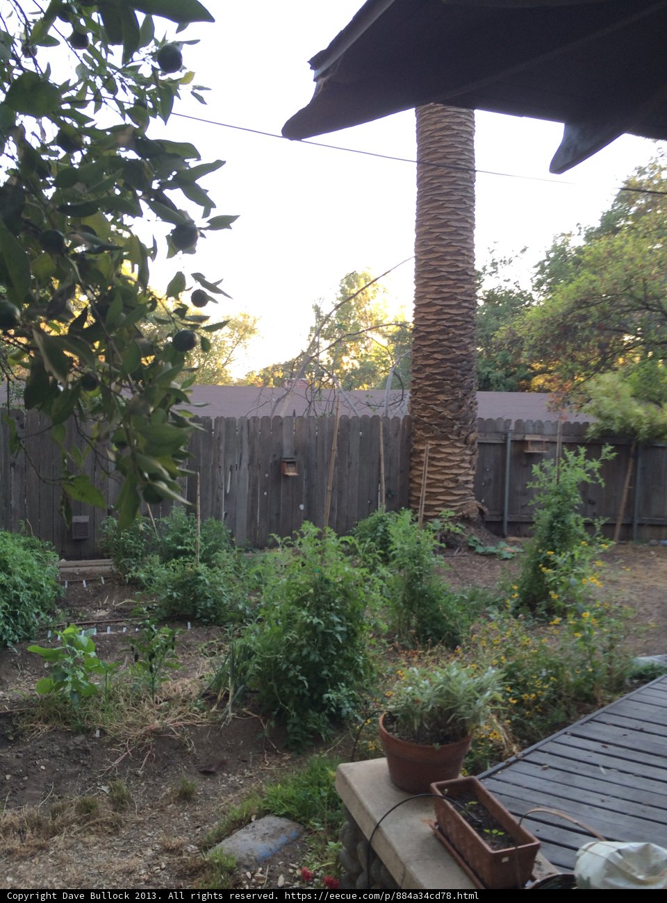 Serene Backyard Oasis