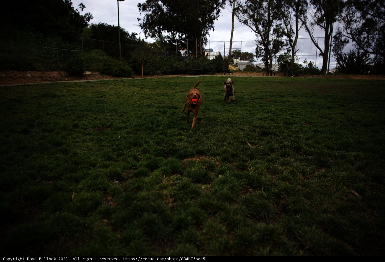 Playful Canine Companions