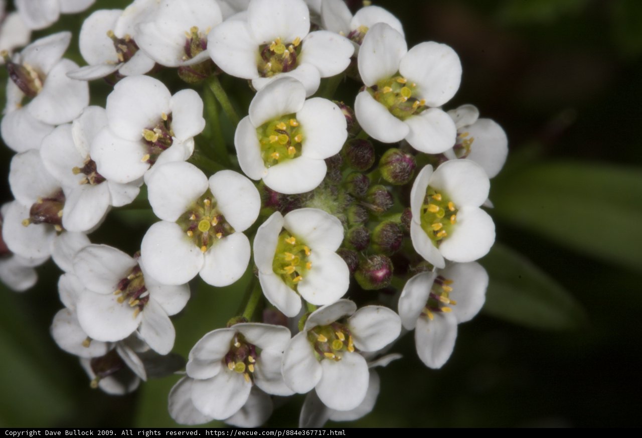 Geranium Blossoms in Macro