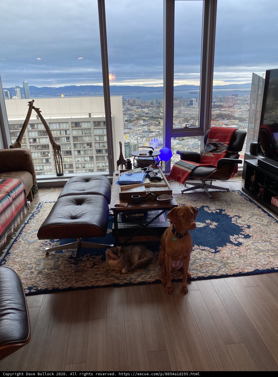 Cozy Living Room with Furry Companion