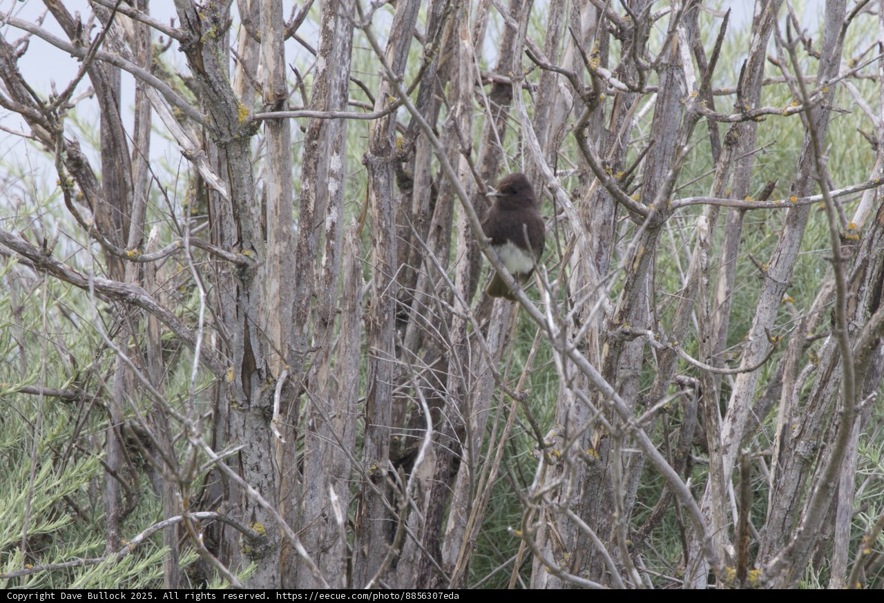 Perched Amongst the Branches