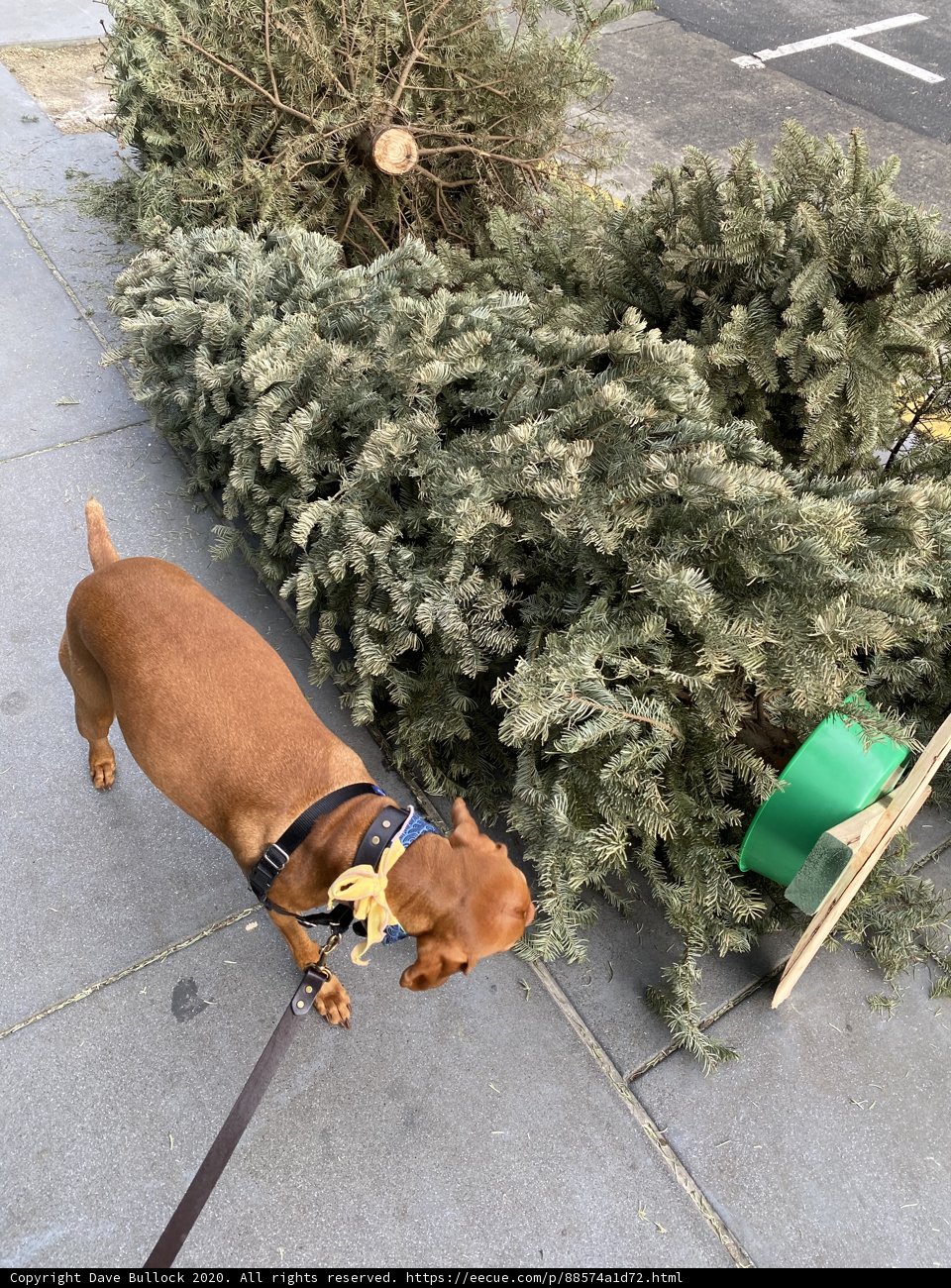 A Furry Friend with Festive Foliage