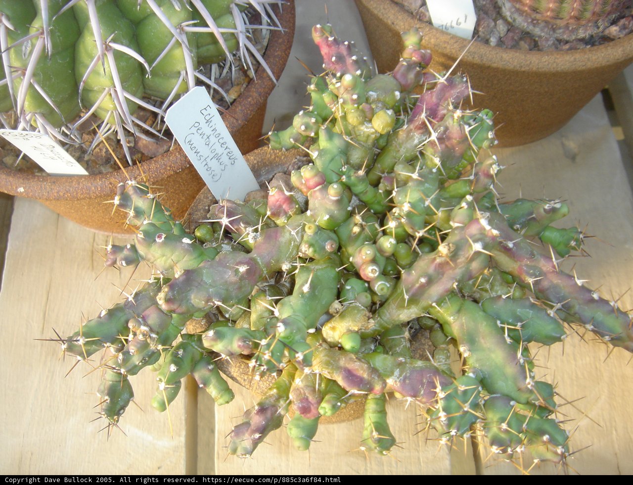 Prickly Beauty