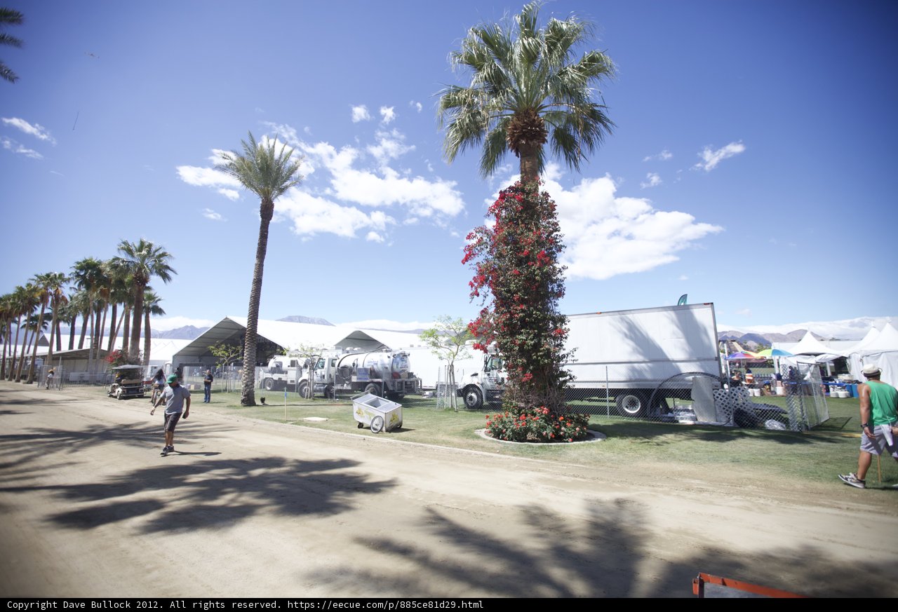 Serene Palm Tree in the Coachella Fields