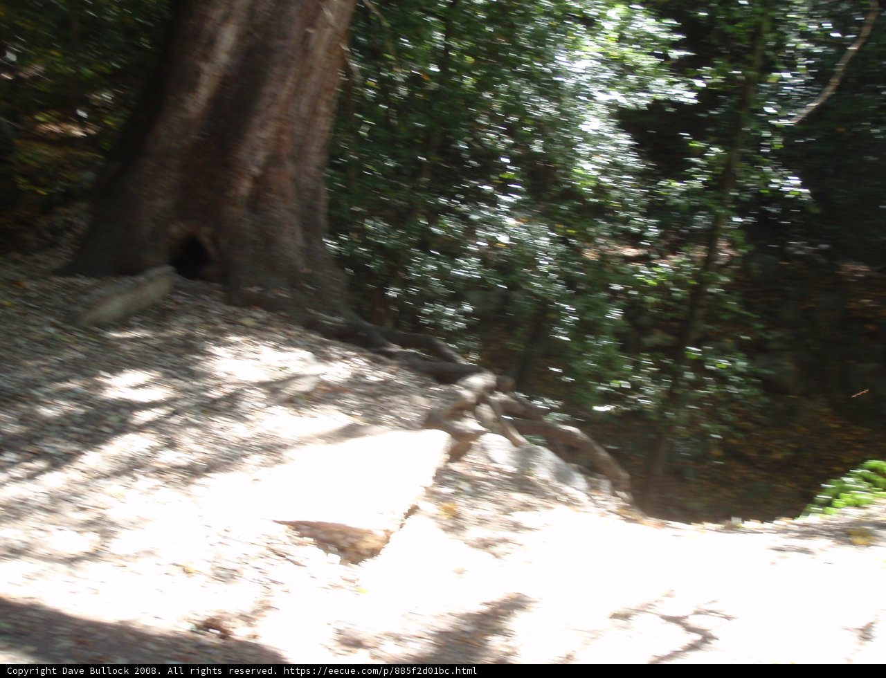 The Mighty Redwood Nestled in the Woodland