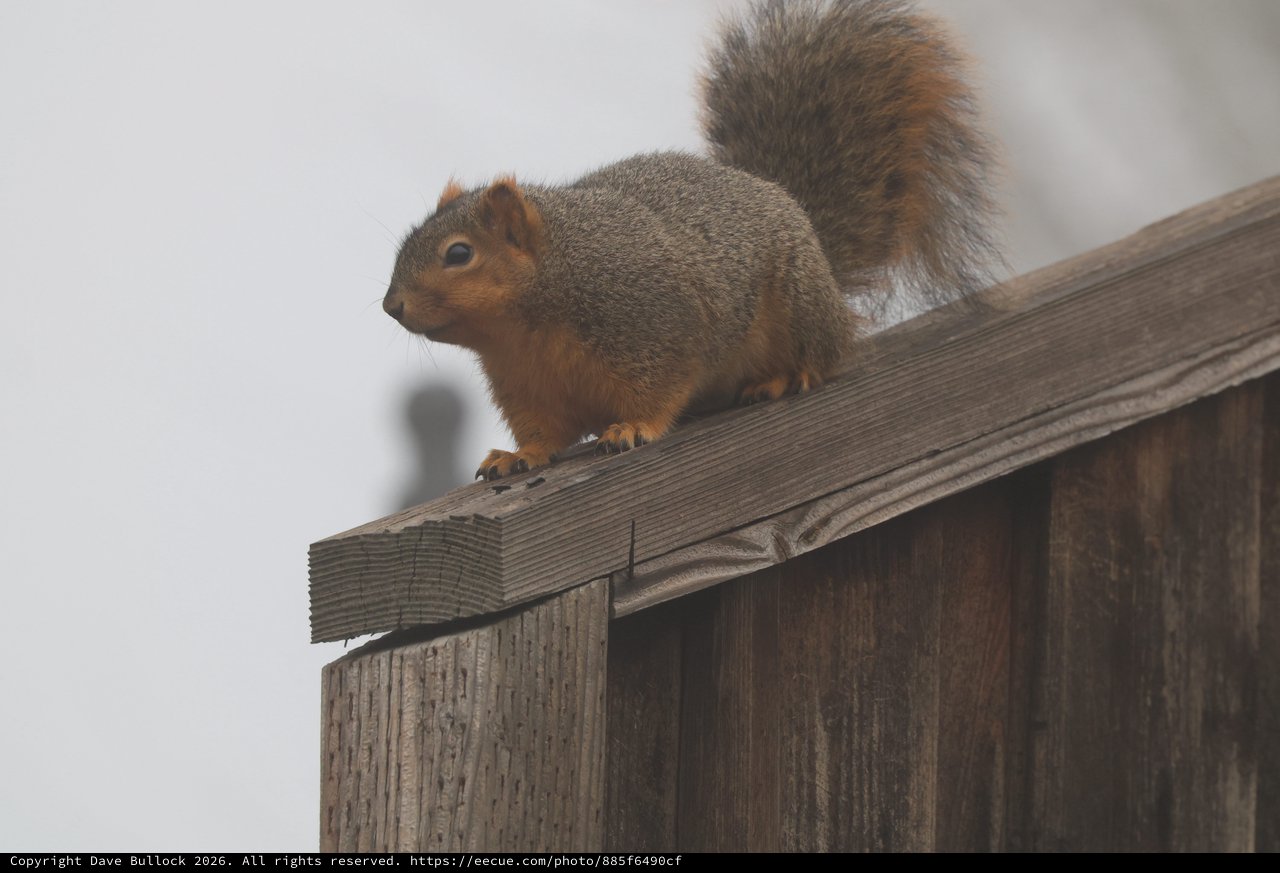 Watchful Fox Squirrel Perched on Weathered Fence