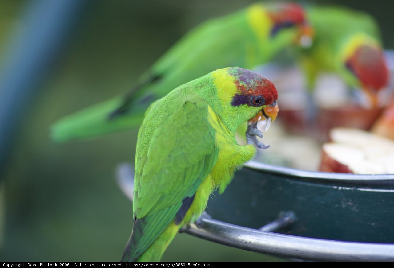 Feeding Time for a Playful Parakeet