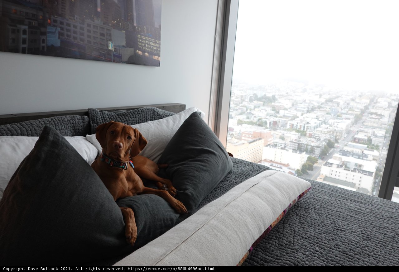 Cozy Vizsla on Living Room Bed