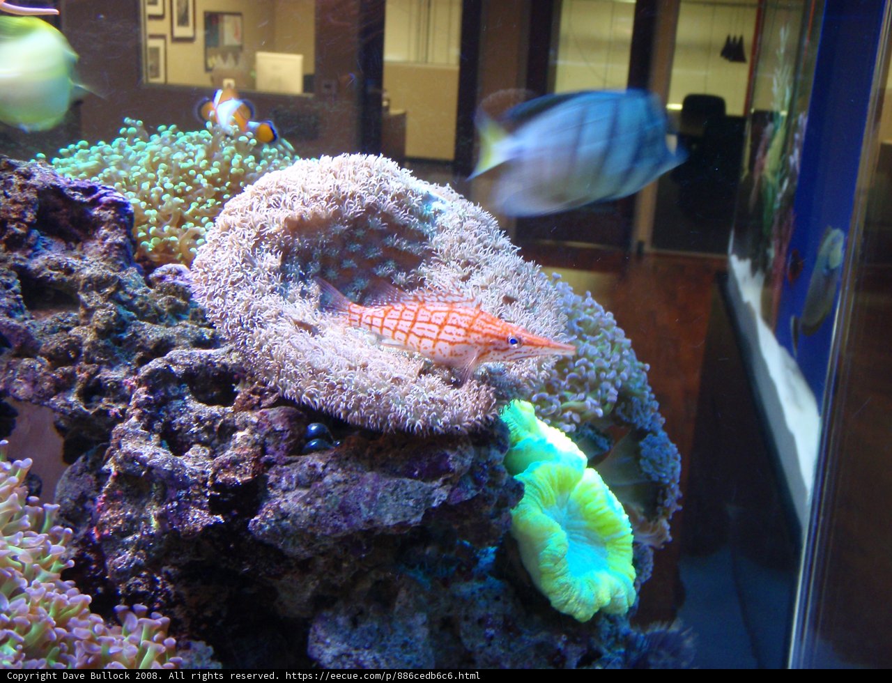 Colorful Sea Life in a Coral Reef