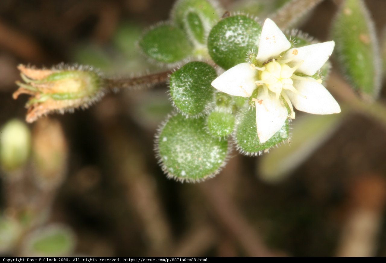 Delicate Geranium Blossom