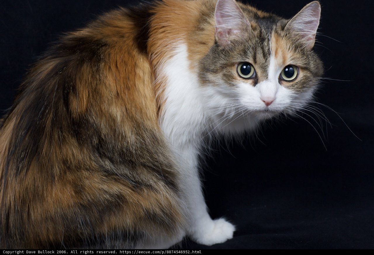 Unique Feline Coat