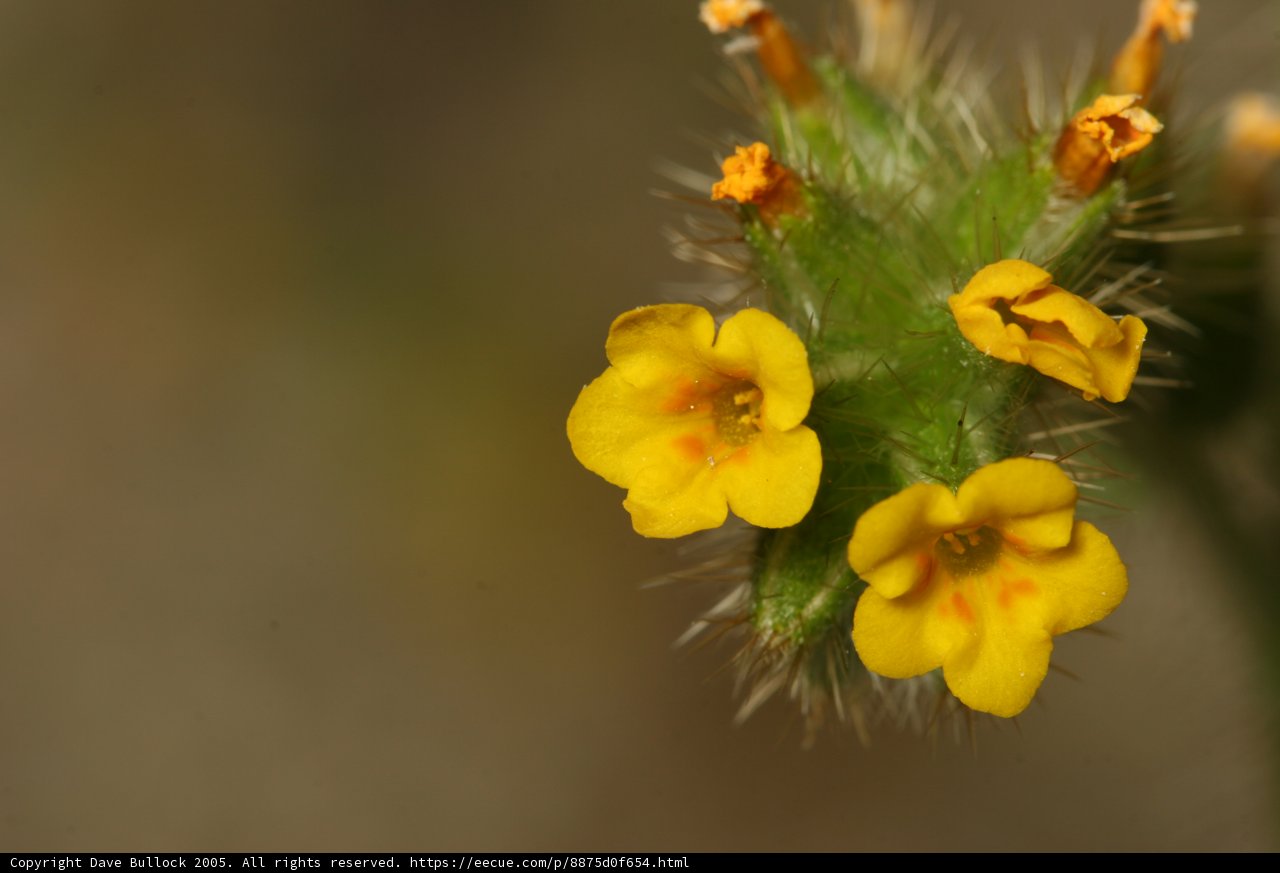Sunny Yellow Bloom