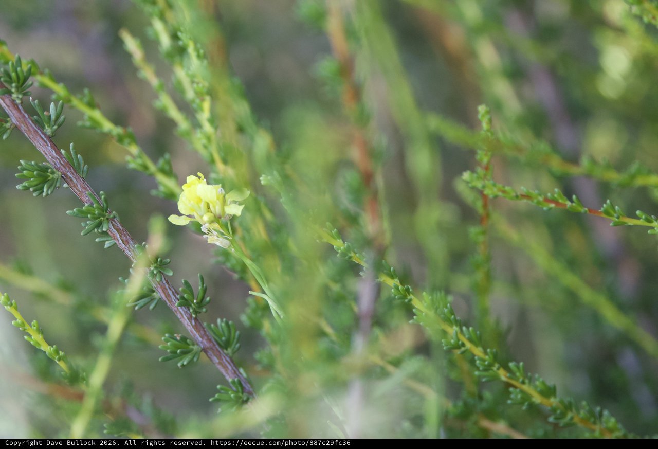 Solitary Yellow Bloom Among Juniper Foliage