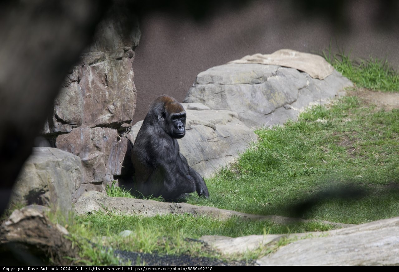 Majestic Morning with a Gorilla