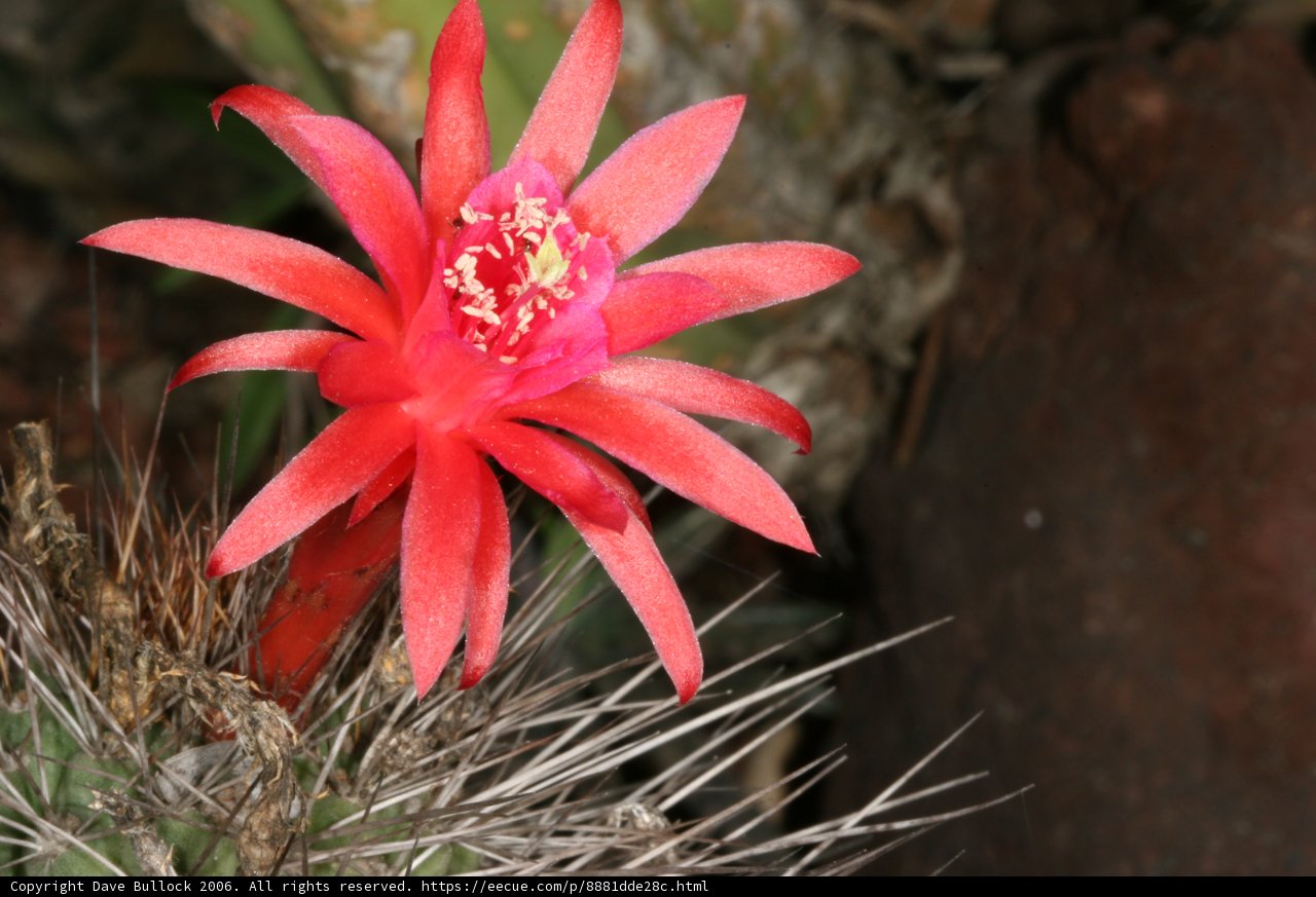 Bright Red Cactus Flower in Bloom