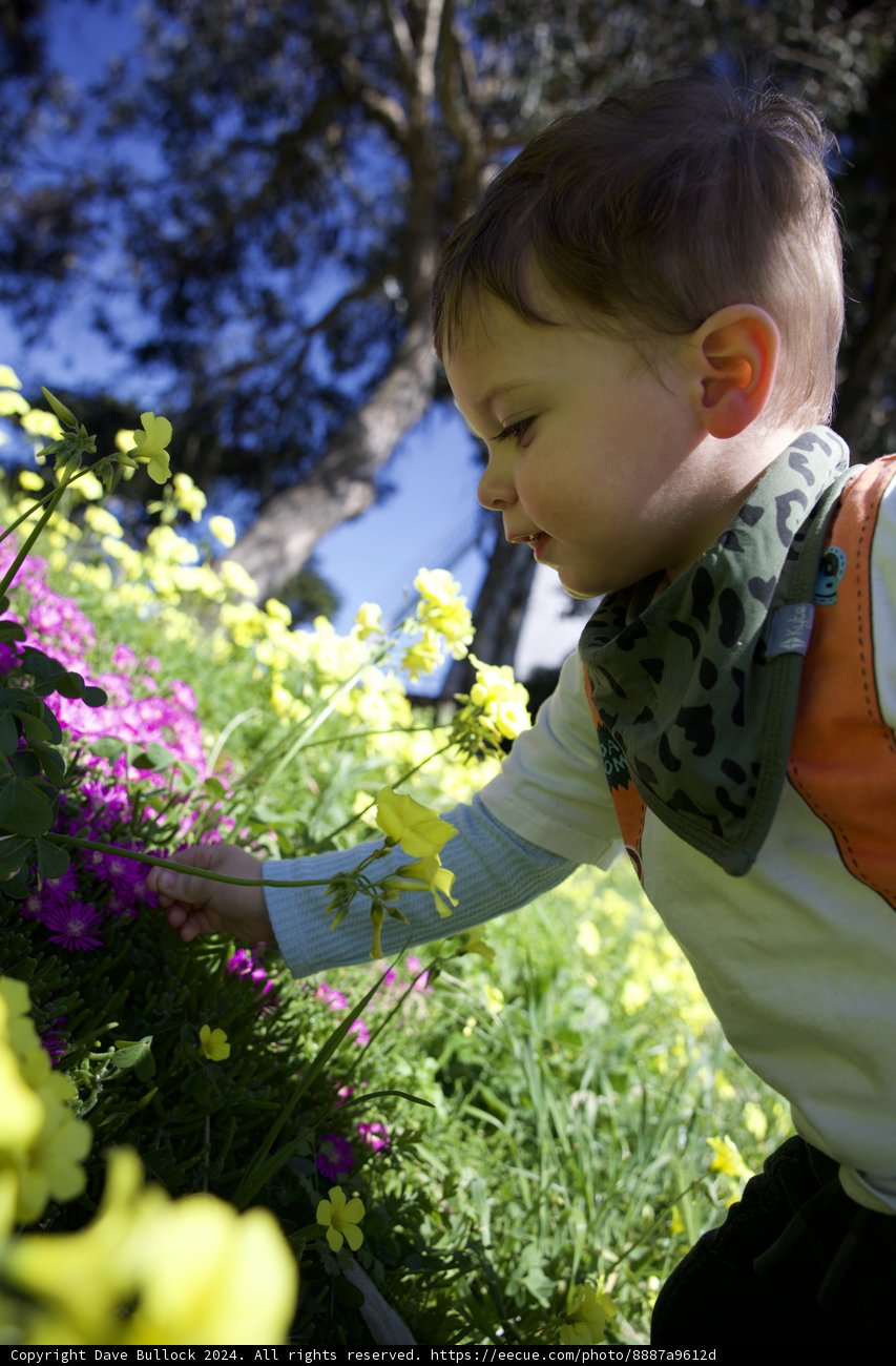 The Little Botanist