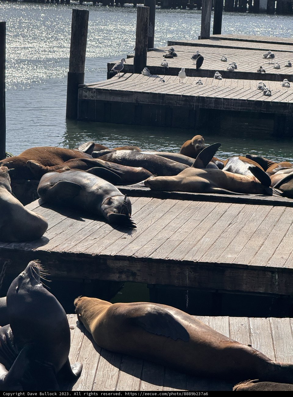 Serenity at San Francisco Bay