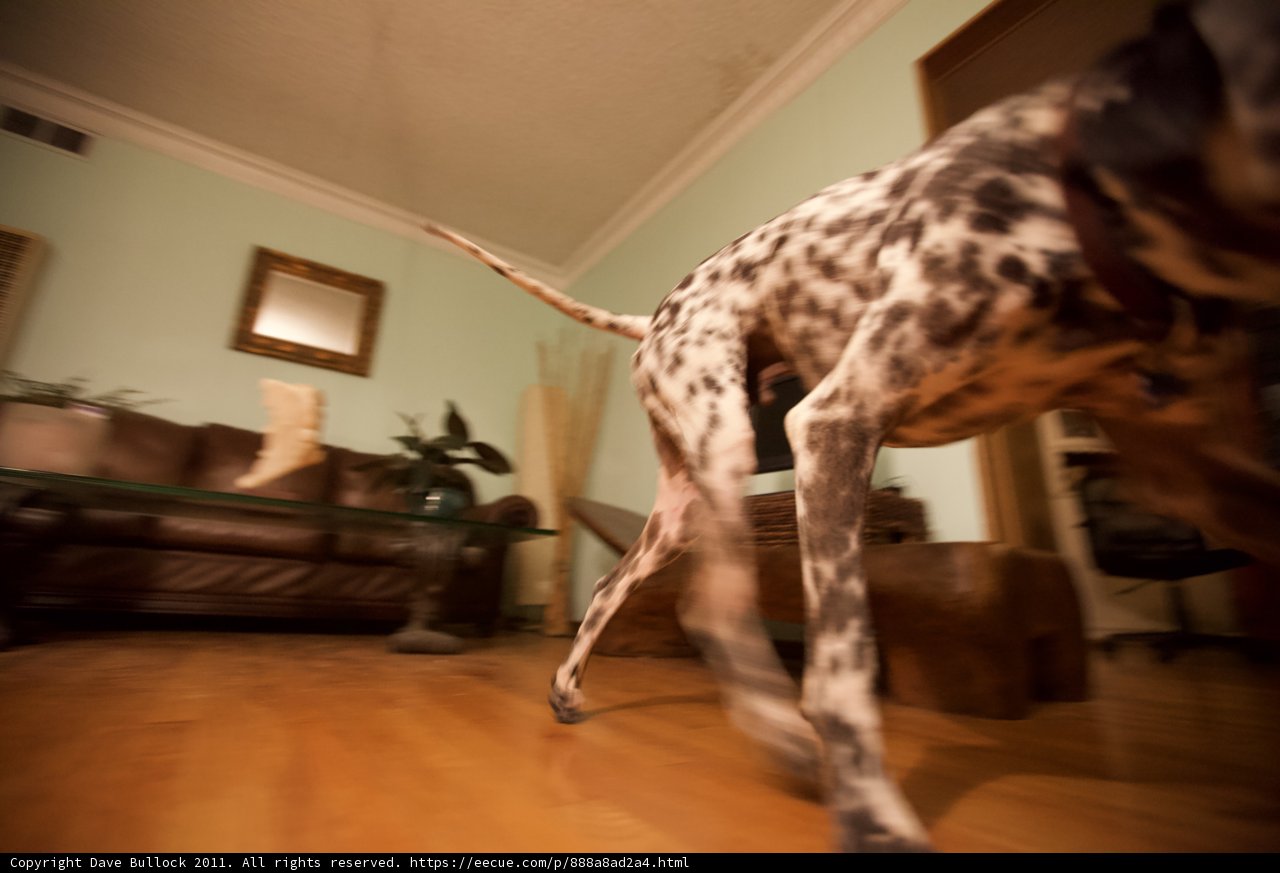 Paws on Hardwood: A Canine's Indoor Adventure
