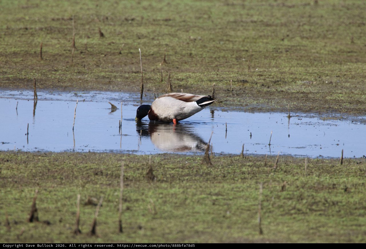 Northern Shoveler Duck Foraging in Shallow Wetland Pool