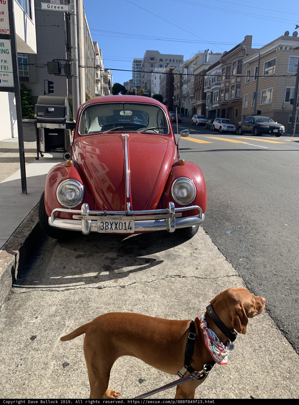 Canine Companion and Classic Coupe