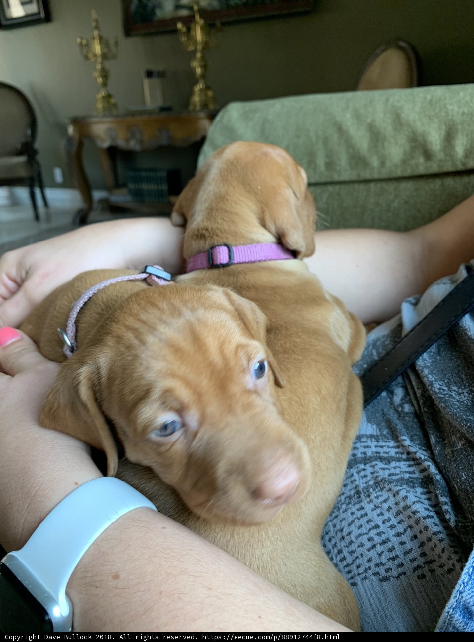 Cuddly Labrador Retriever Puppies on the Couch