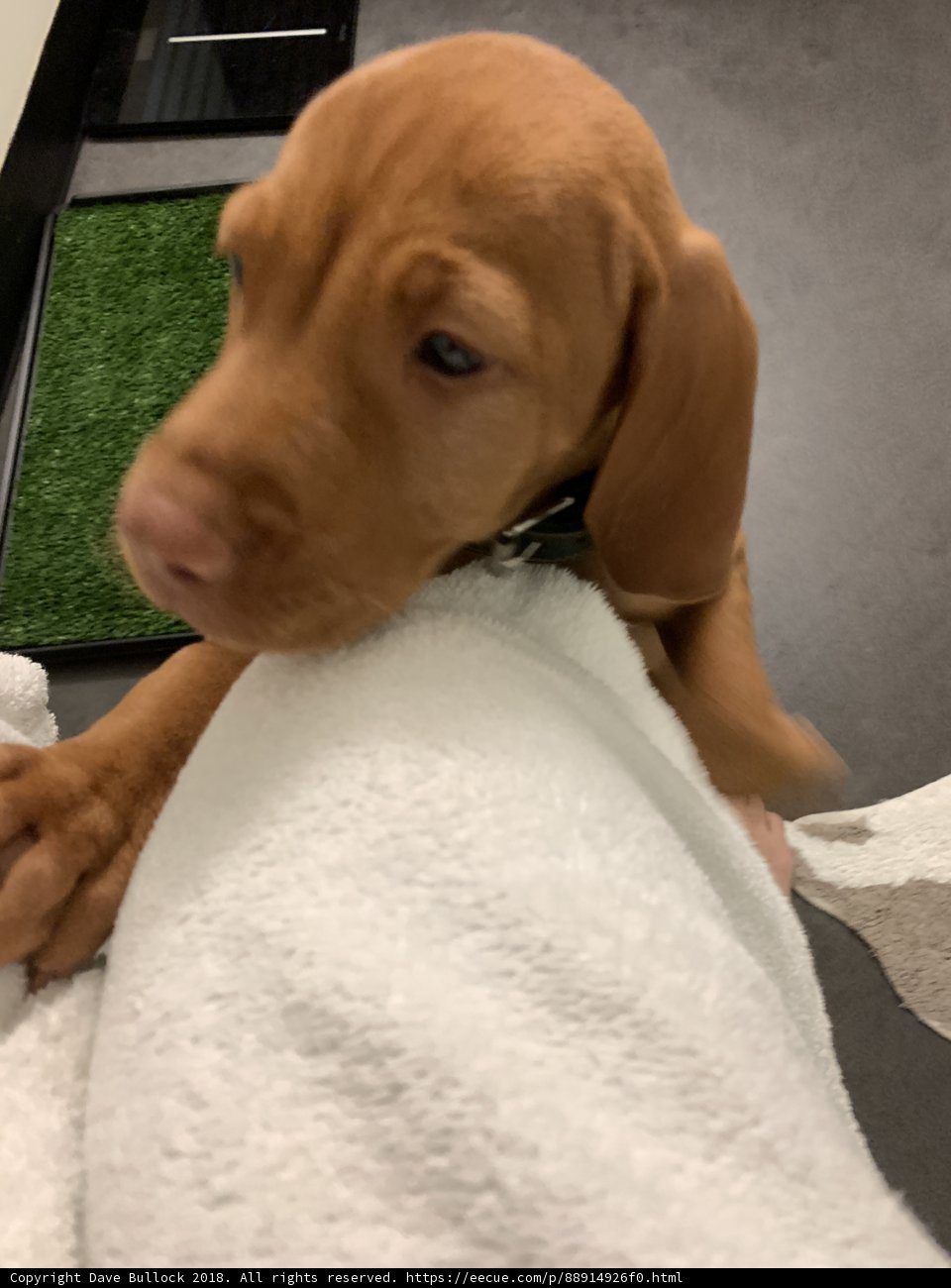Precious Pup