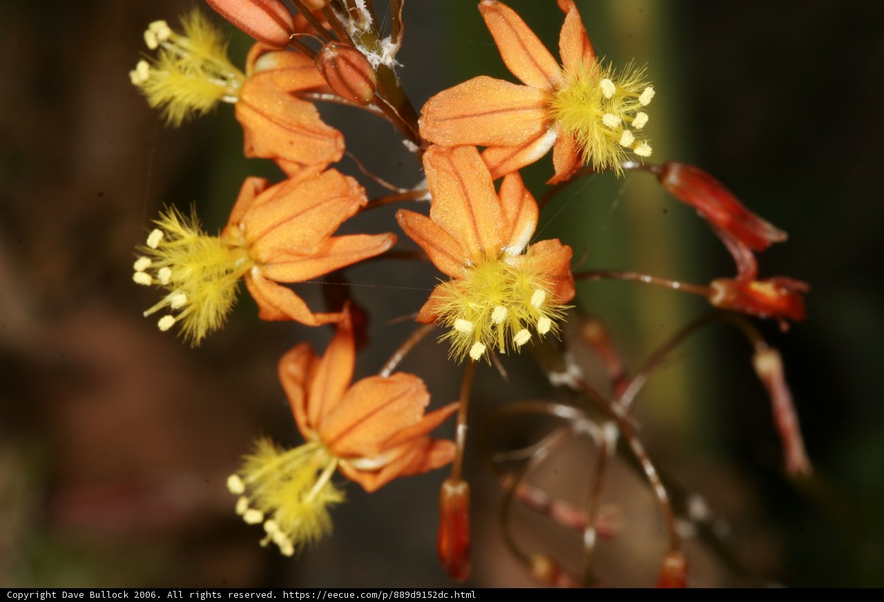 Blooming Orange Flowers