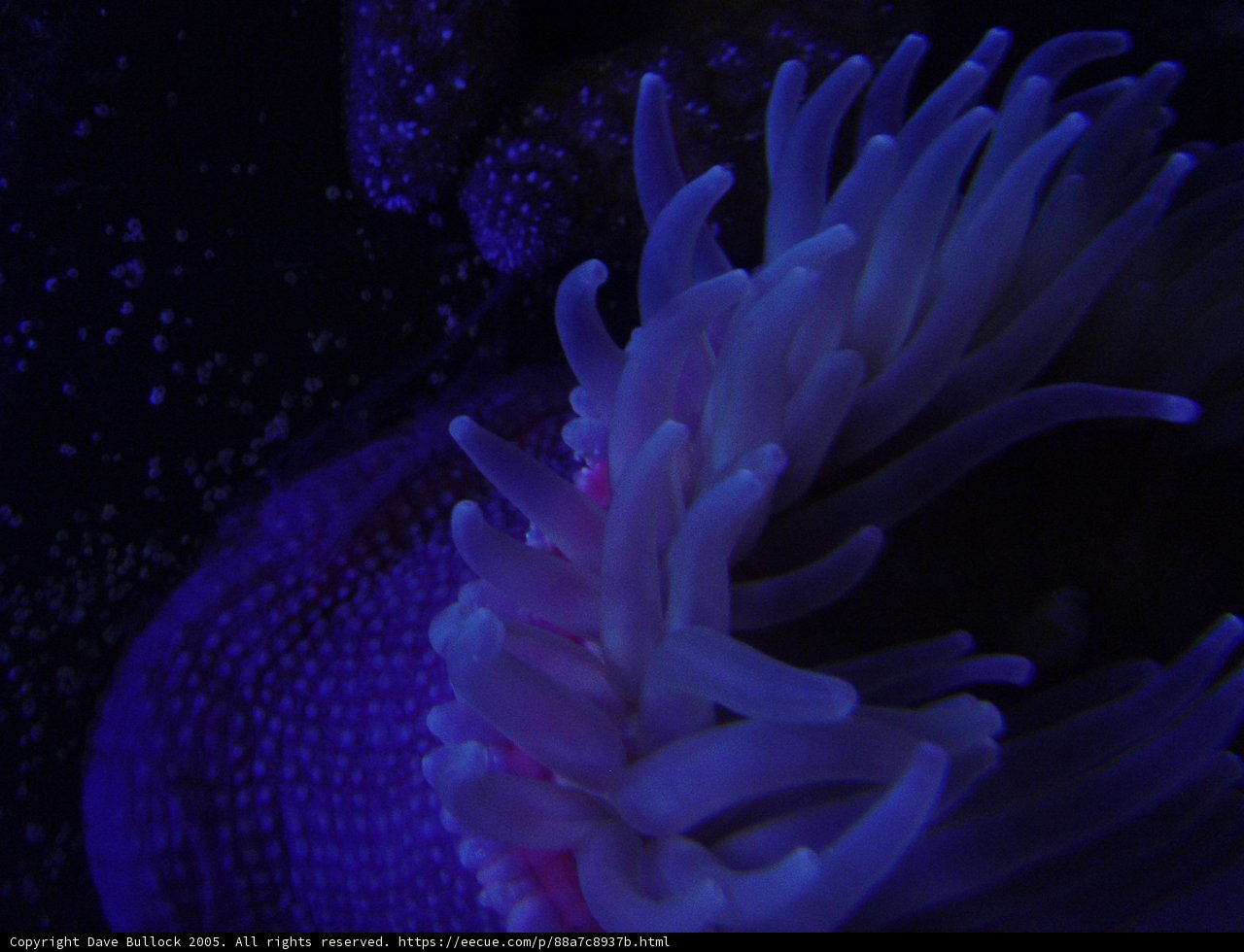 Anemone Wonderland