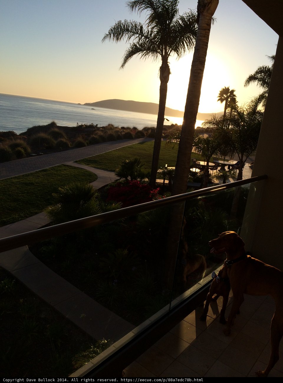 A Canine's View of the Summer Sunset
