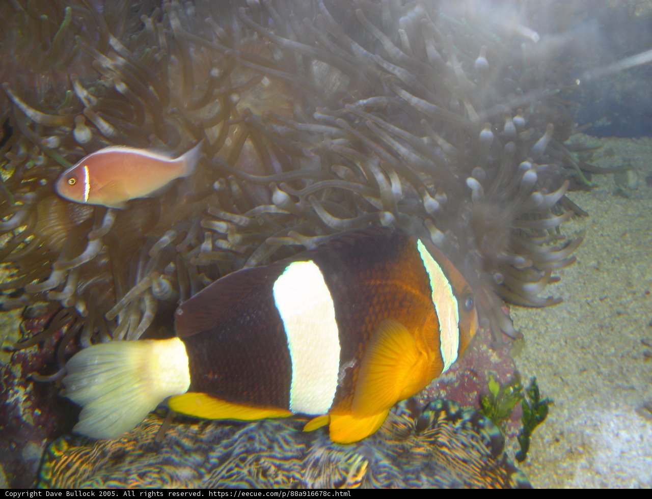 Underwater Dance