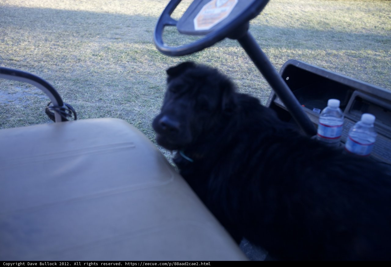 Top Dog on the Golf Course