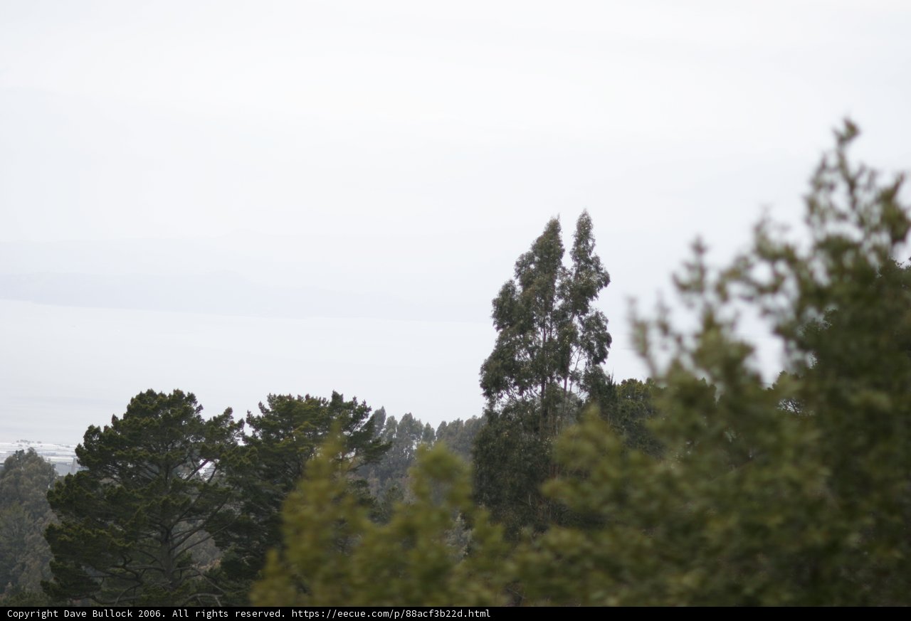 Coastal Conifers