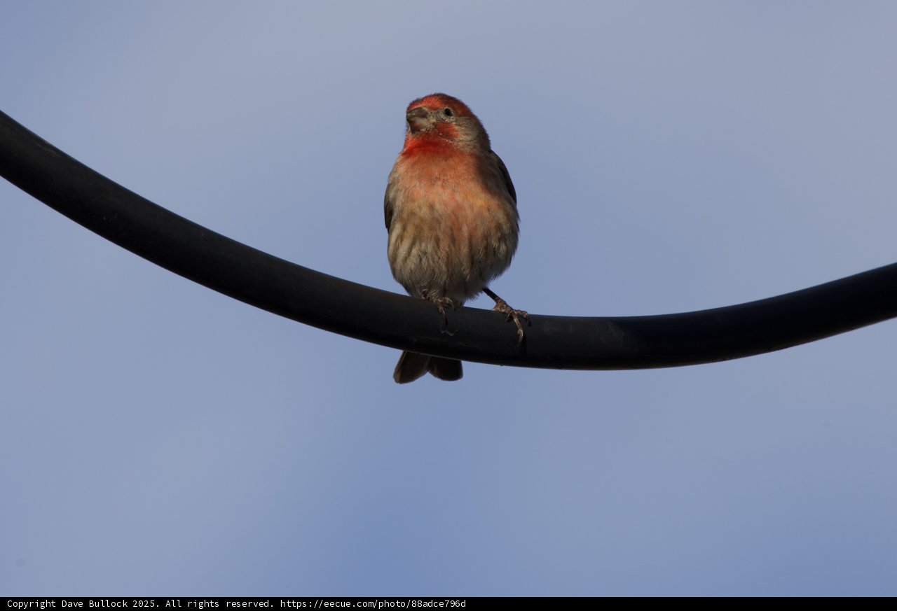 Finch in Focus: A Moment of Perch