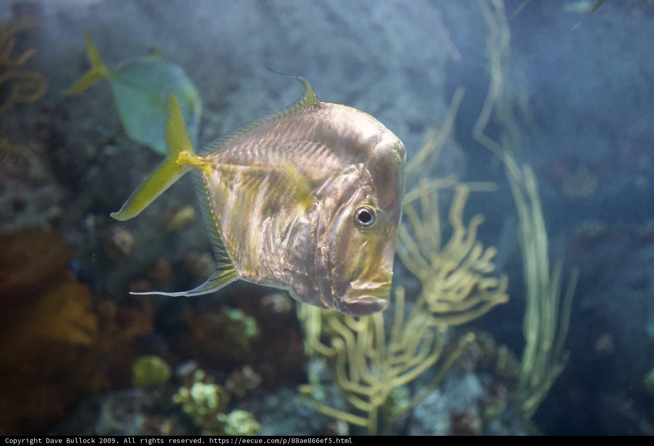 Yellow-eyed Surgeonfish in Coral Reef Aquarium