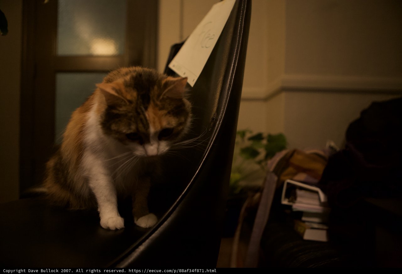 Calico Cat Relaxing on Chair