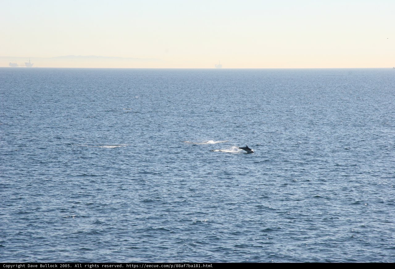 Majestic Whale in the Sea