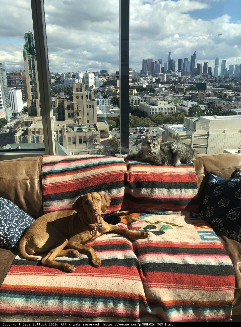 A Cozy Moment with Furry Friends